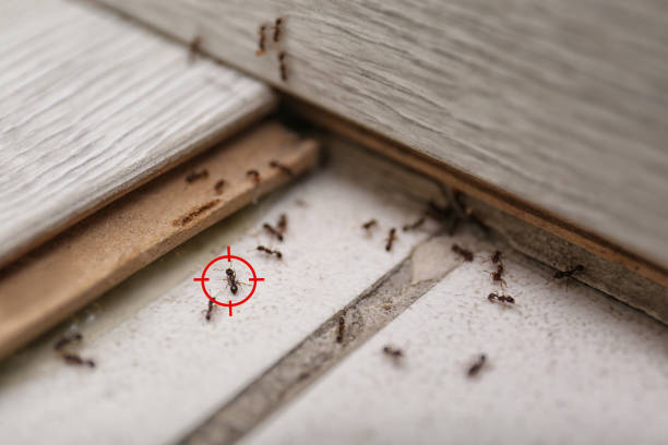 Stockton, IL Pest Control Company
