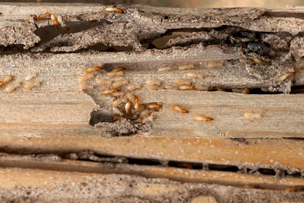 Best Termite Control Services  in Stockton, IL