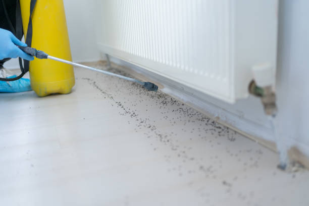 Best Rat Extermination Near Me  in Stockton, IL